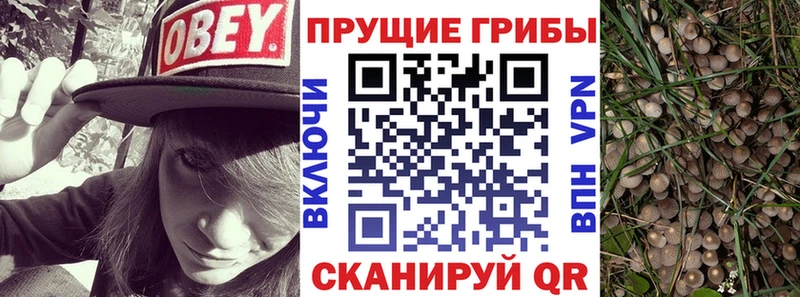 дарнет шоп  Шахунья  Галлюциногенные грибы Psilocybine cubensis 